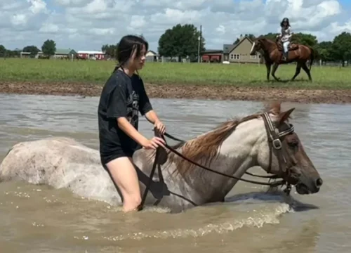 Ranch Sorting Training Programs in Texas: The 2026 Guide to Better Horsemanship, Cattle Skills & Competition