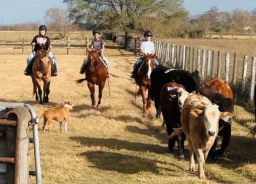 Beyond the Saddle: How to Learn Horse Riding with Confidence, Balance, and the Right Training